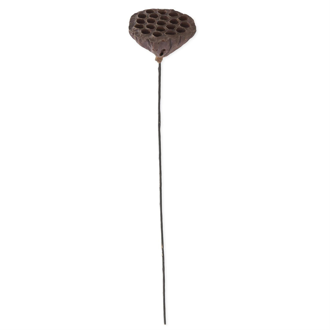 21 Inch Brown Lotus Seedpod
