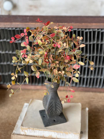 Bog Pimpernel Bush | Red | 12"