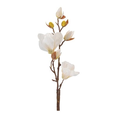 Magnolia Branch