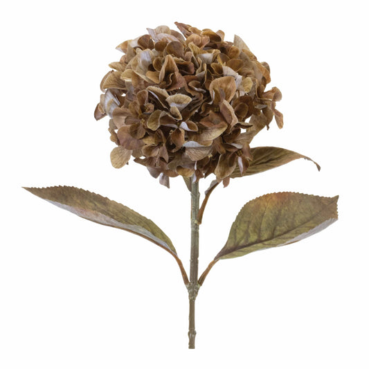 Autumnal Hydrangea Stem