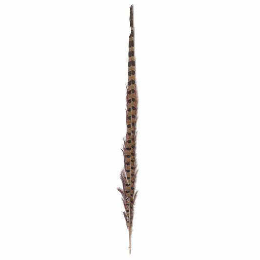 Long striped pheasant tail feather with brown tan and dark brown barred pattern