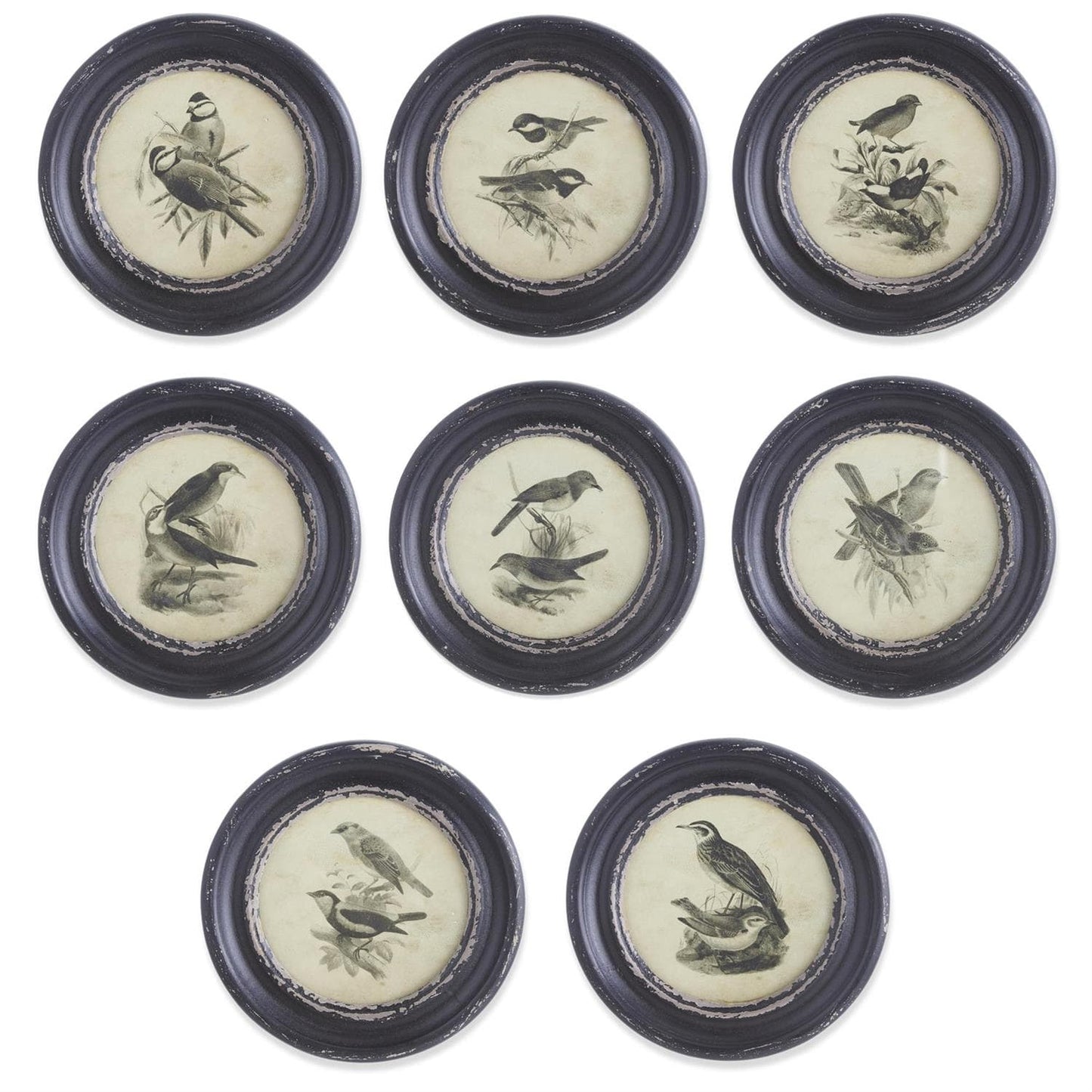 Assorted 9.75 Inch Round Black Framed Bird Prints
