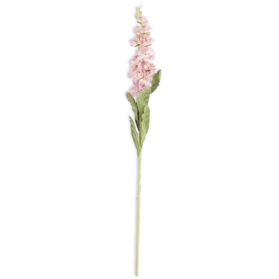 Pink Stock Flower Stem