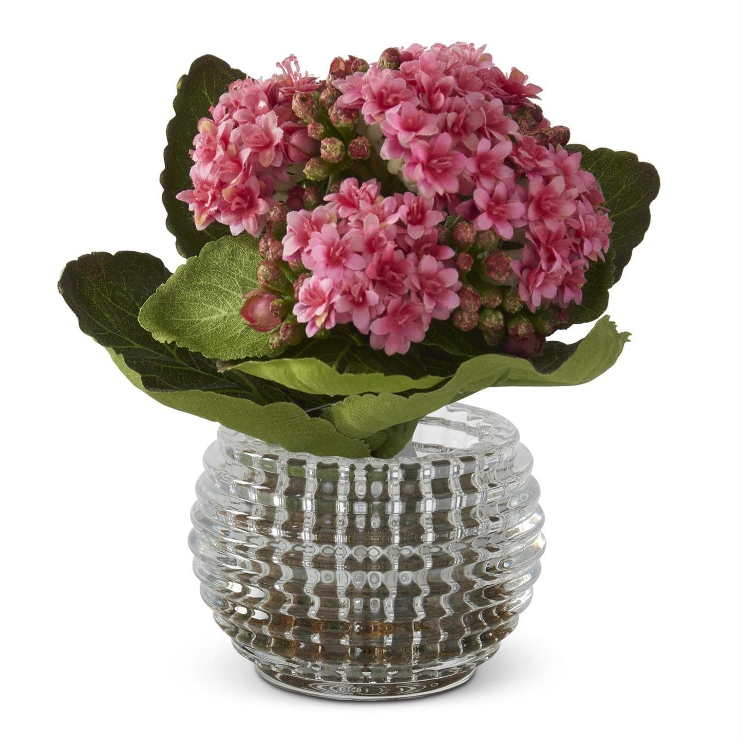 7.5 Inch Kalanchoe Premade in Pressed Glass Vase w/Faux Moss - 2 Colors Available