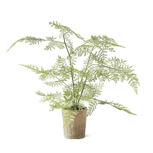 17950A Fern In Ceramic Pot