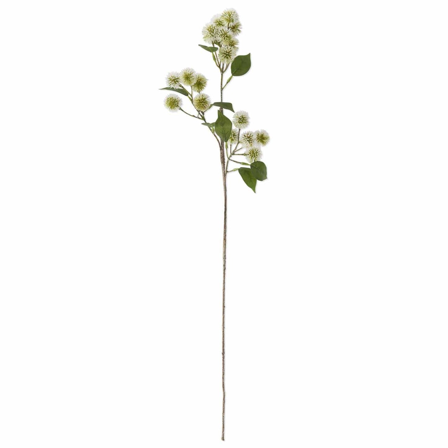 White & Green Globe Amaranth Stem
