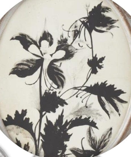 Assorted 13.75 Inch Wood Framed Oval Black & White Botanical Prints