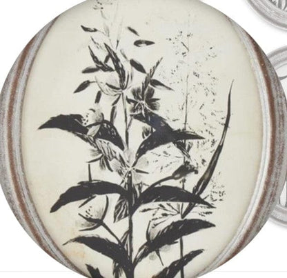 Assorted 13.75 Inch Wood Framed Oval Black & White Botanical Prints