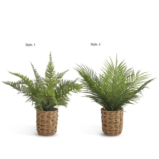 Ferns in Woven Pot w/ Faux Rocks - 2 Styles