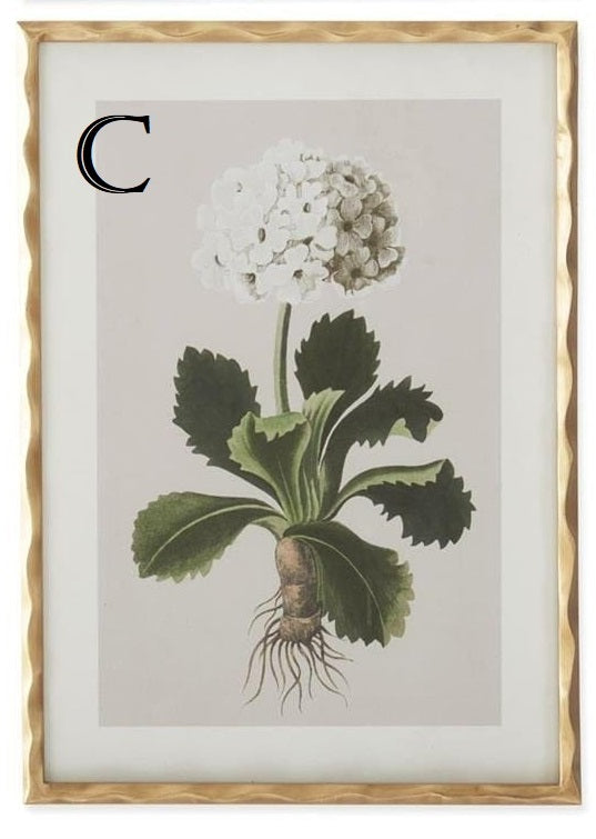 27.5 Inch Gold Ornate Wood Framed White Geranium Prints - 4 Assorted Sold Separately