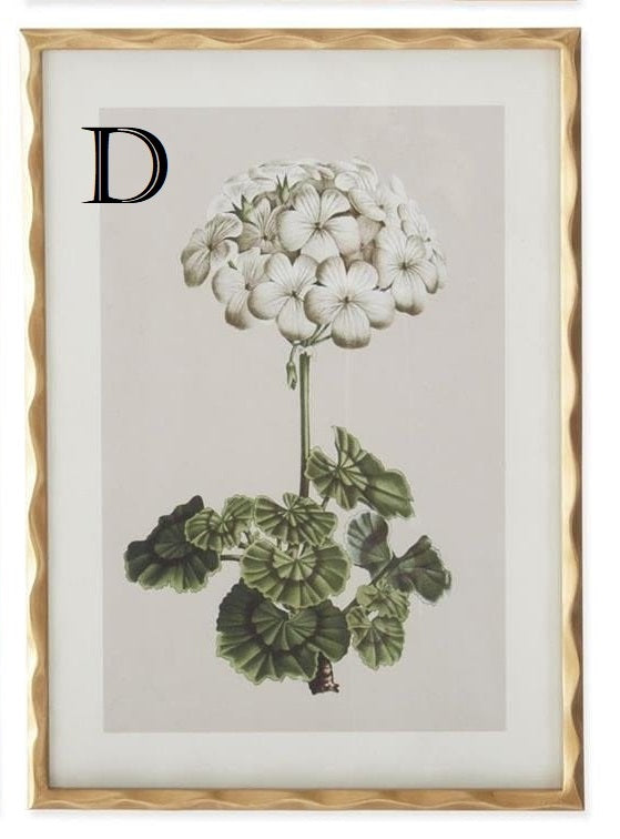 27.5 Inch Gold Ornate Wood Framed White Geranium Prints - 4 Assorted Sold Separately