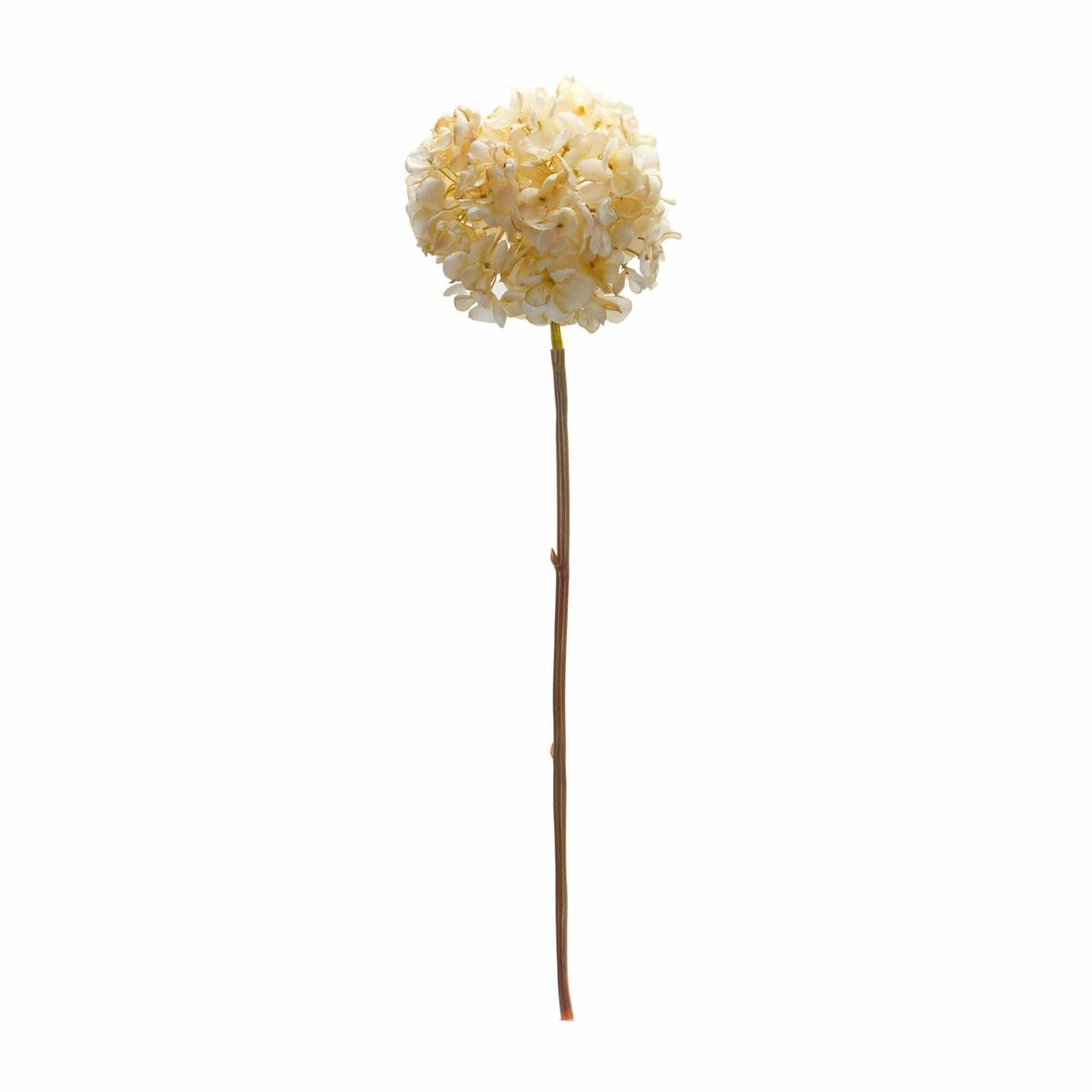 Single artificial hydrangea bloom on a long stem, cream-colored clustered petals, white background