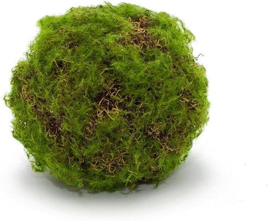 Tiny Moss Ball