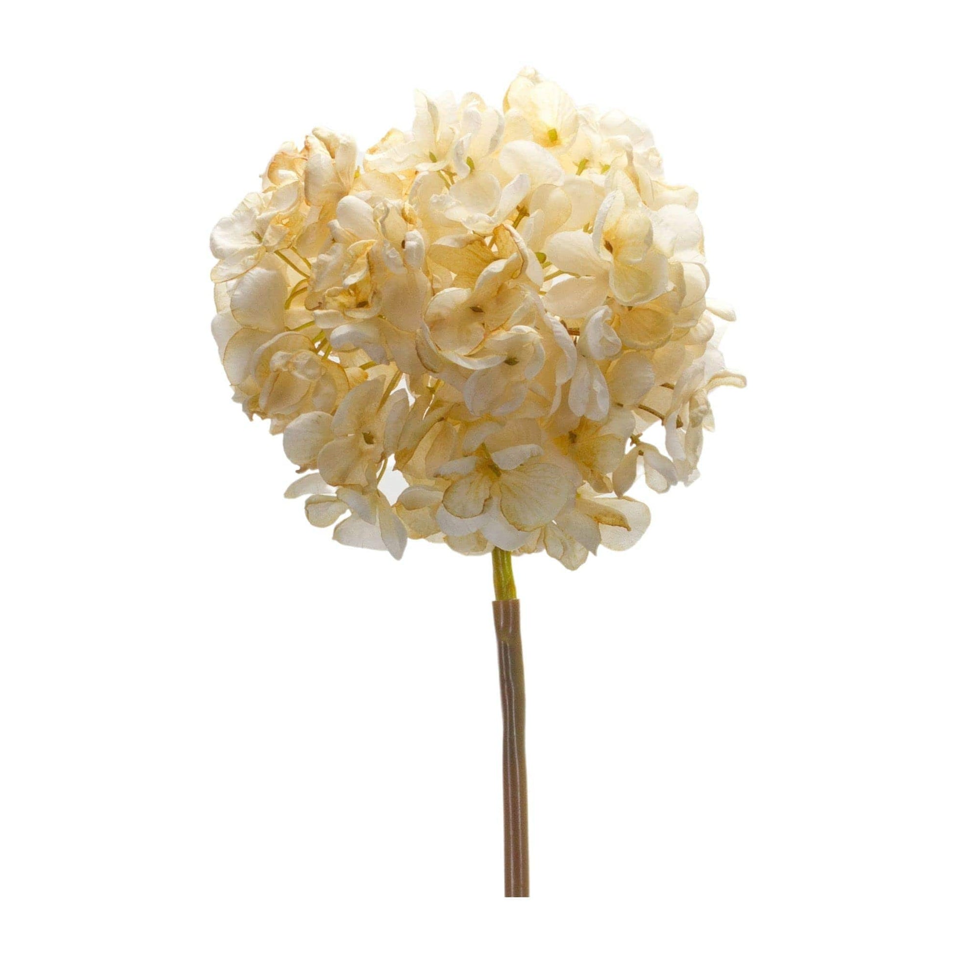 Single artificial hydrangea stem with a large round cream-colored bloom head, isolated on white