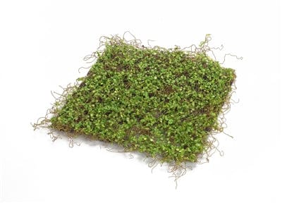 Moss Mat 12"