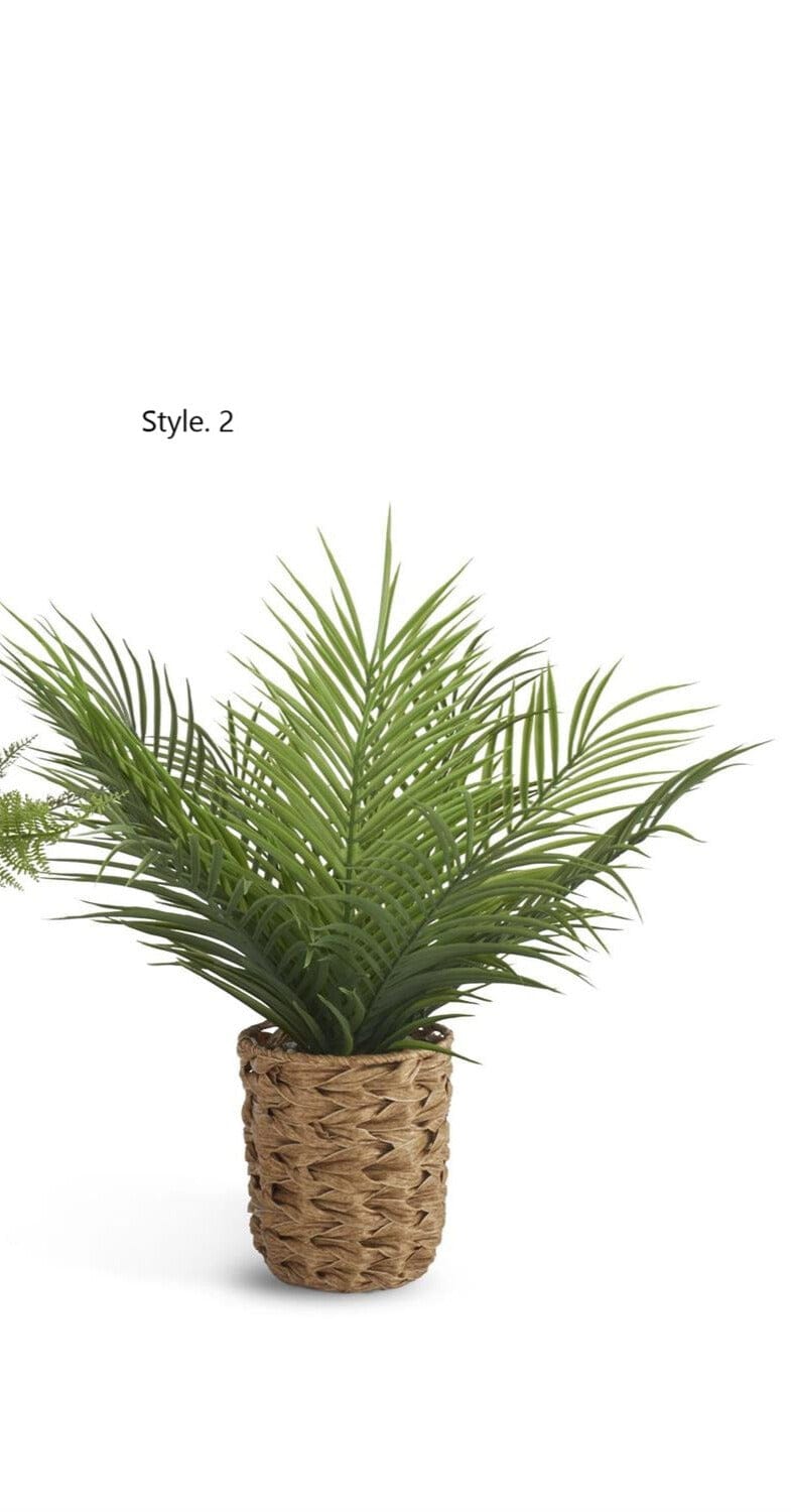 Ferns in Woven Pot w/ Faux Rocks - 2 Styles