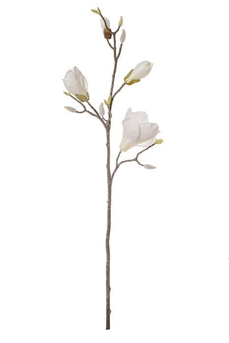 Single magnolia branch spray with two open white blooms and several buds