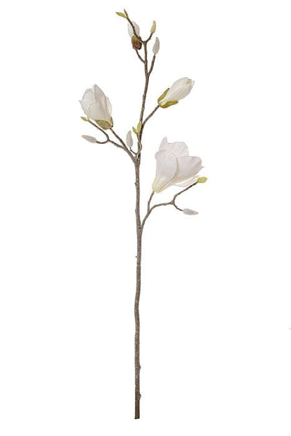 Single magnolia branch spray with two open white blooms and several buds