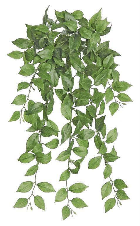 15" Mountain Laurel Bush/Vine