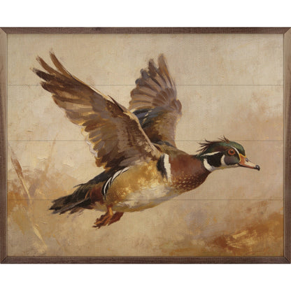 Wood Duck In Flight Autumn Light