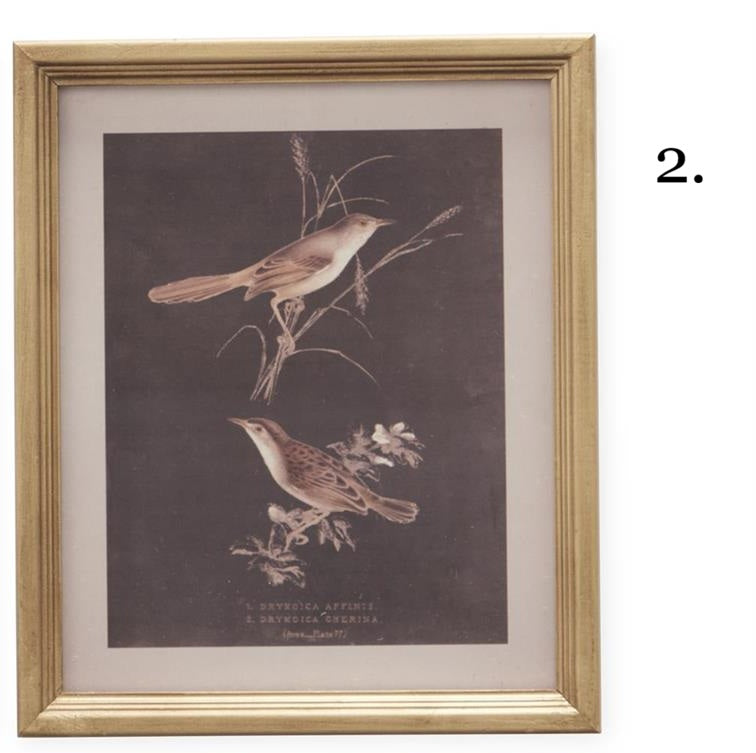 Gold framed vintage bird print featuring two brown birds on dark background
