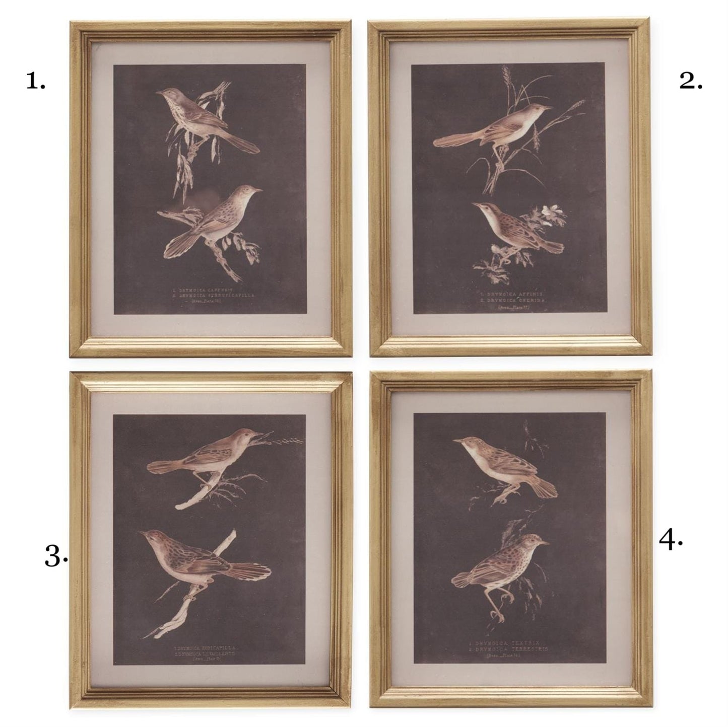 Set of 4 gold framed vintage bird botanical prints on dark brown background