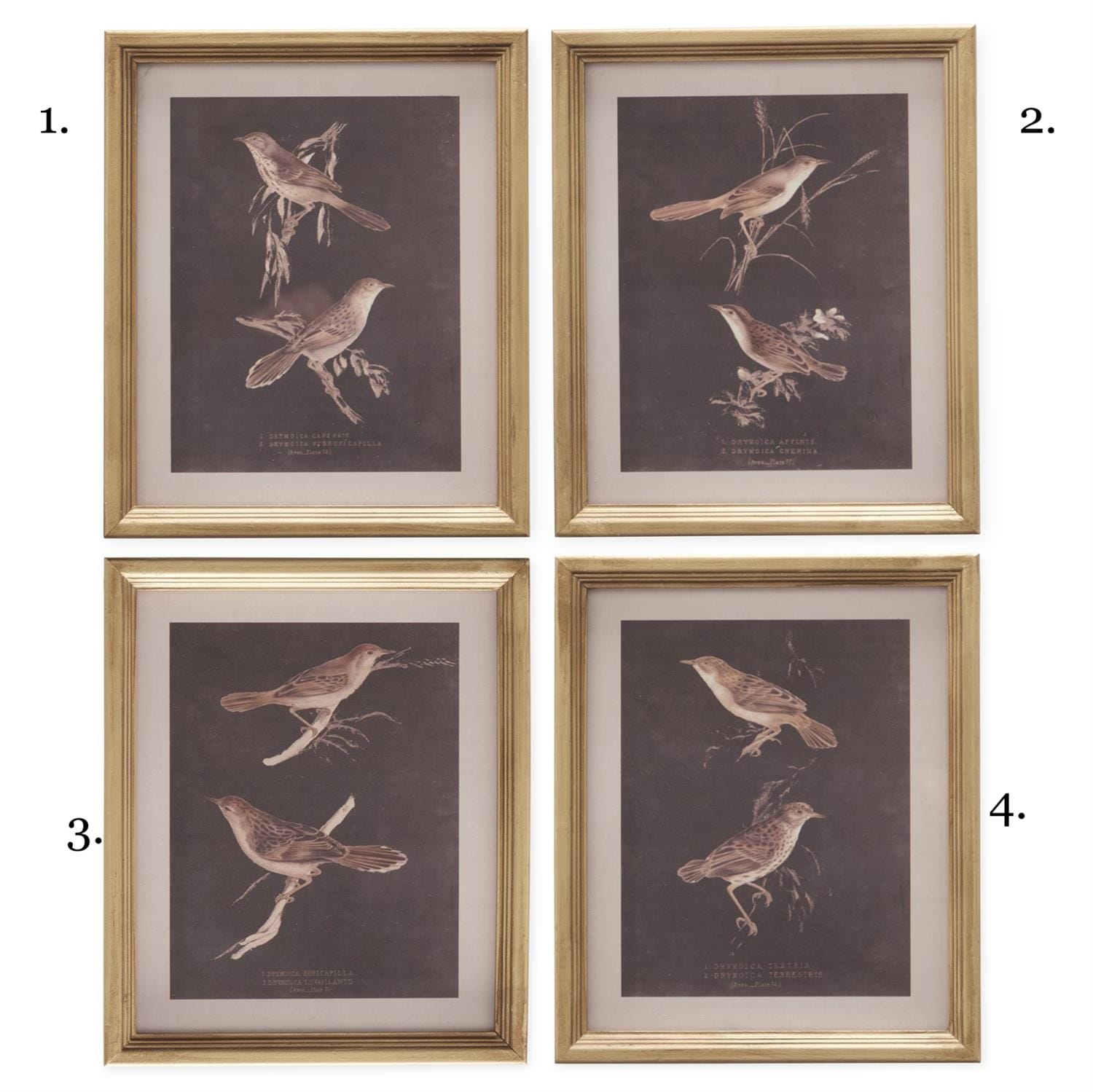 Set of 4 gold framed vintage bird botanical prints on dark brown background