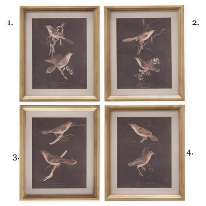 Set of 4 gold framed vintage bird botanical prints on dark brown background