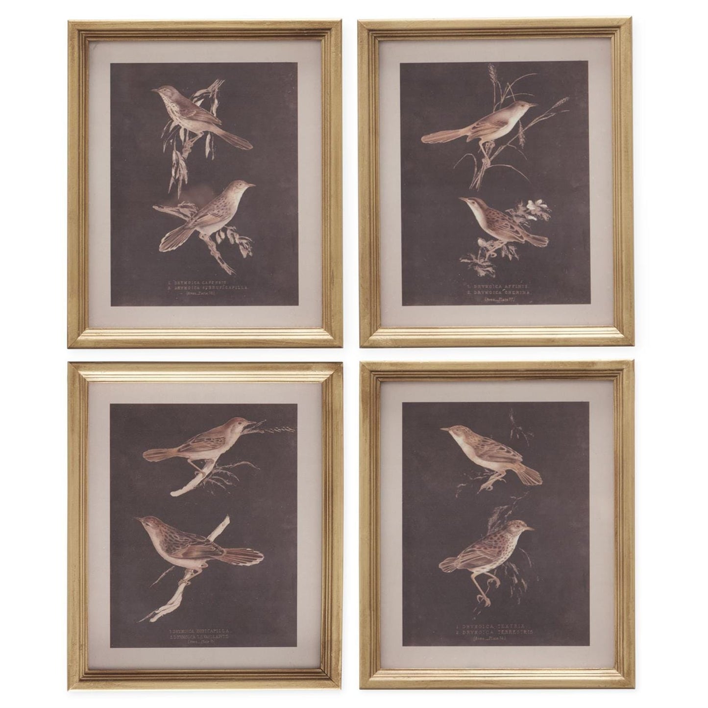 Set of four gold-framed vintage-style bird prints on dark brown background