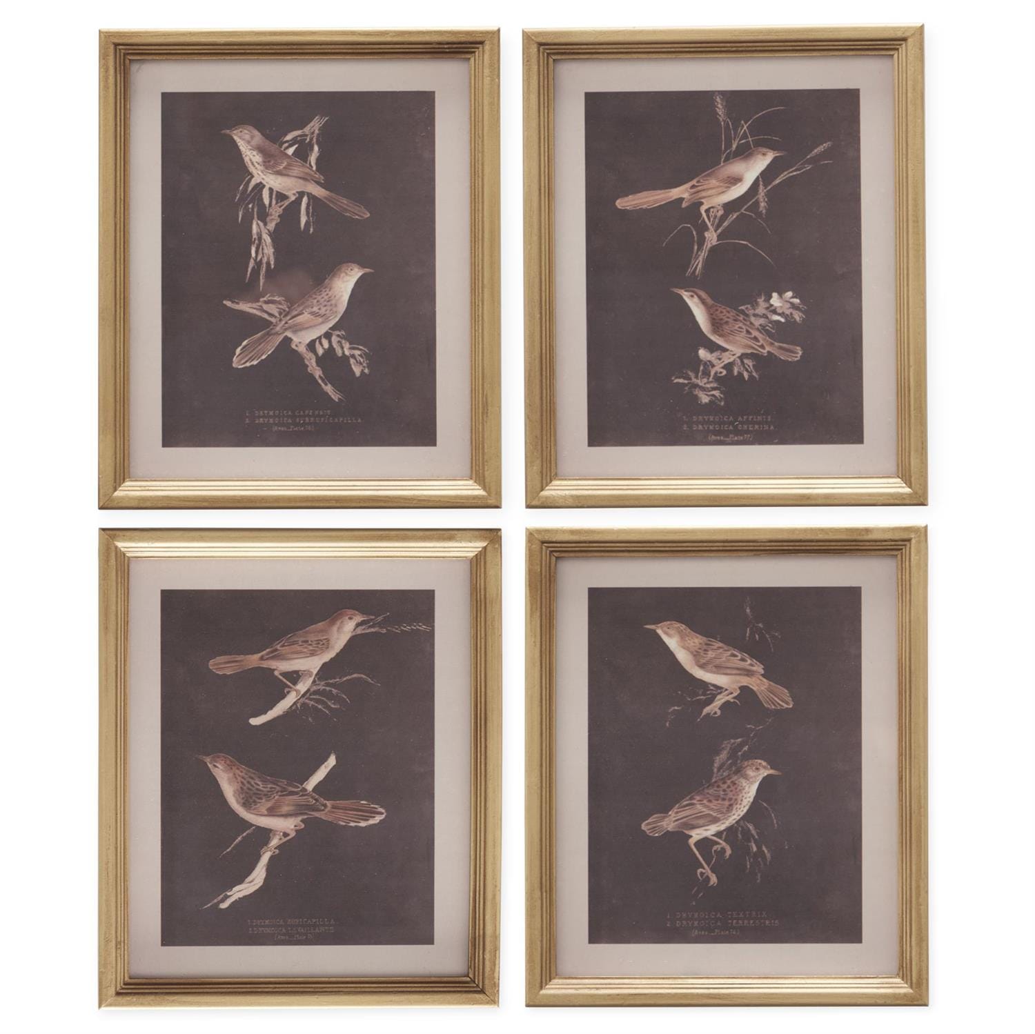 Set of four gold-framed vintage-style bird prints on dark brown background