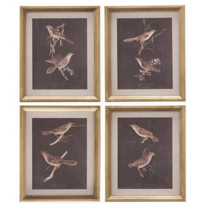 Set of four gold-framed vintage-style bird prints on dark brown background