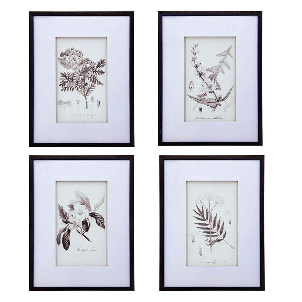 Vintage Inspired Botanical Art Print - 3 Designs