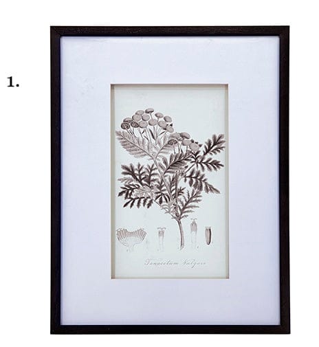 Vintage Inspired Botanical Art Print - 3 Designs