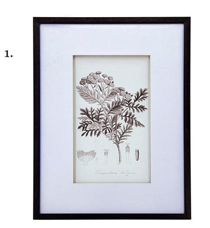 Vintage Inspired Botanical Art Print - 3 Designs