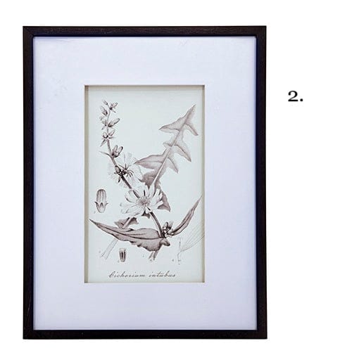 Vintage Inspired Botanical Art Print - 3 Designs