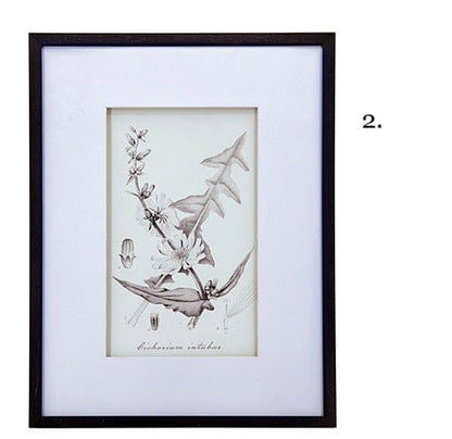 Vintage Inspired Botanical Art Print - 3 Designs