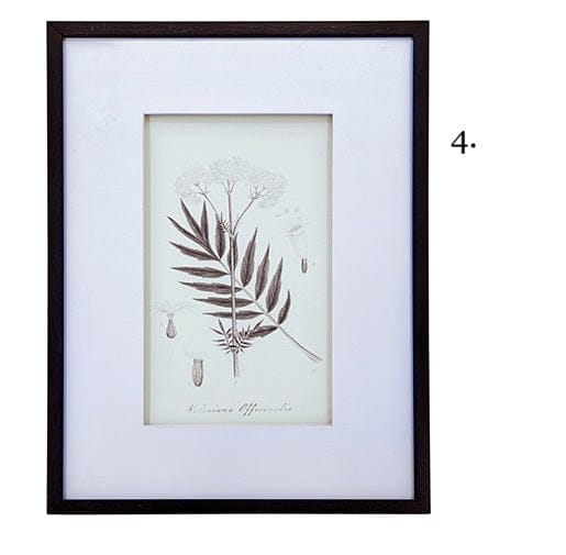 Vintage Inspired Botanical Art Print - 3 Designs