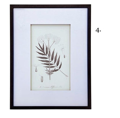 Vintage Inspired Botanical Art Print - 3 Designs