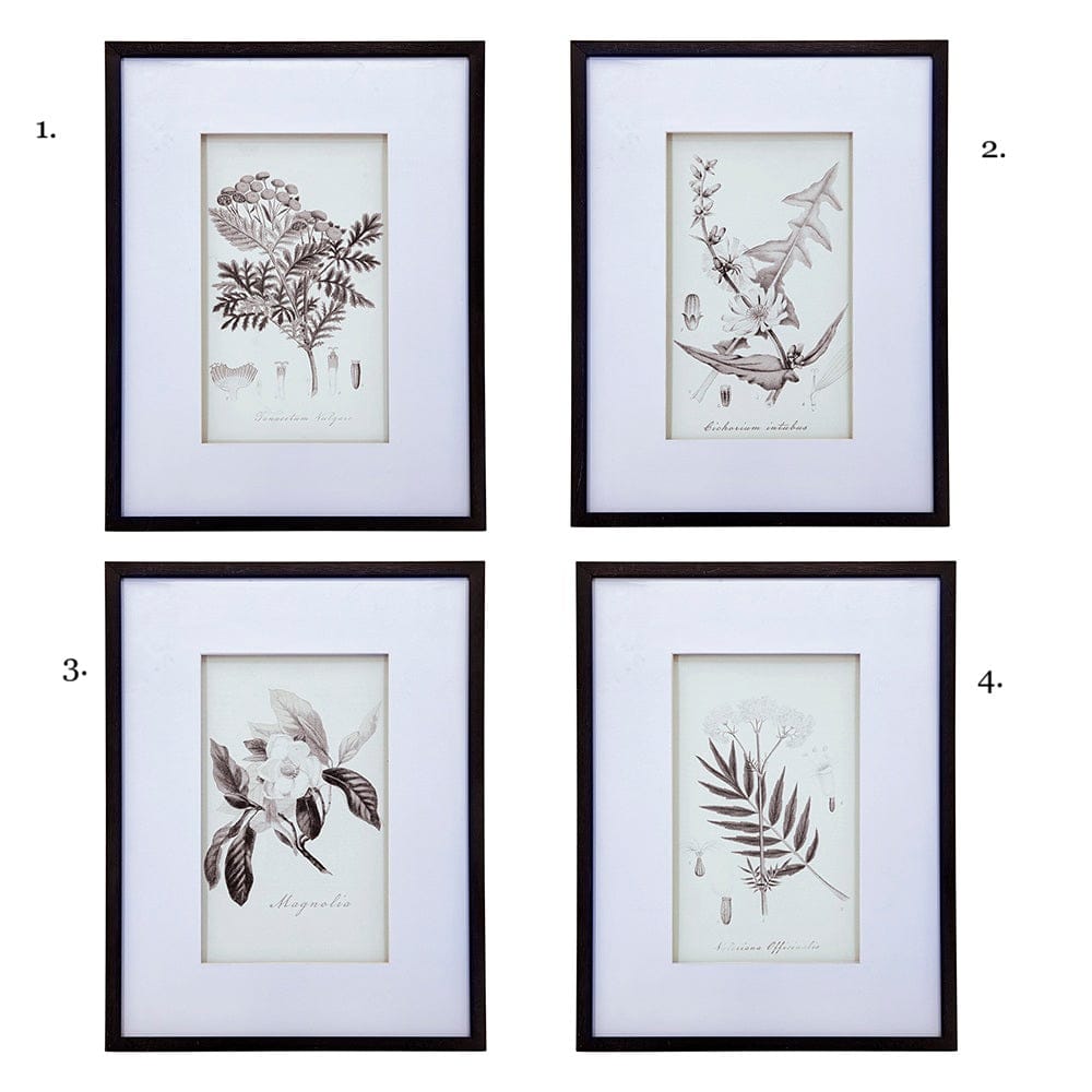 Vintage Inspired Botanical Art Print - 3 Designs