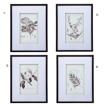Vintage Inspired Botanical Art Print - 3 Designs