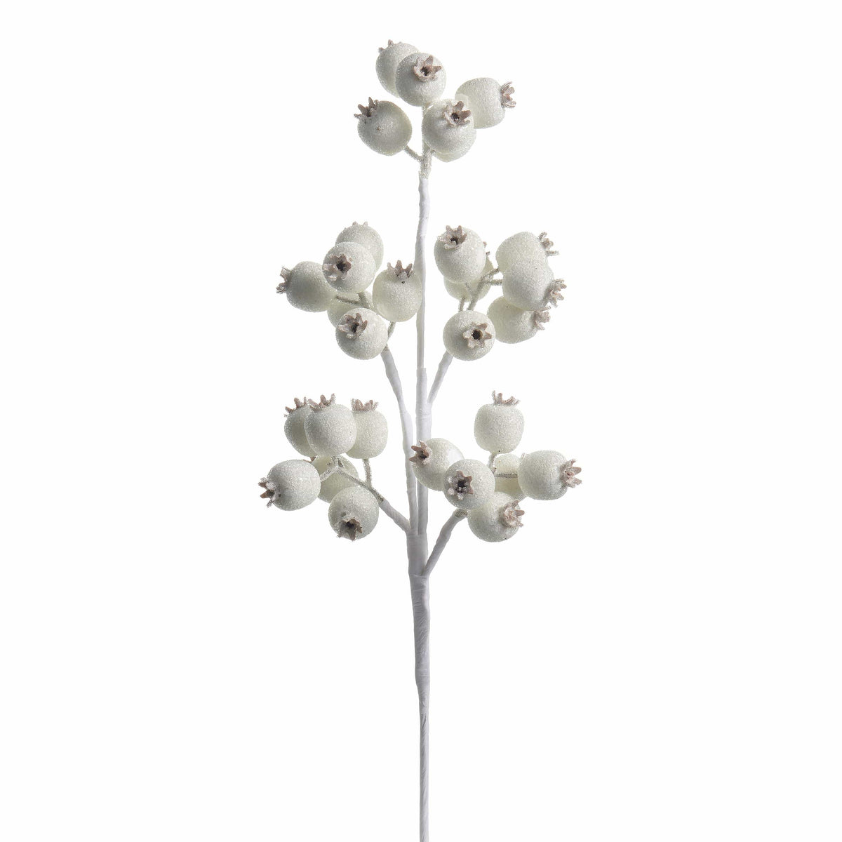 Frosted white berry pod spray stem with multiple clusters of round berries, studio view