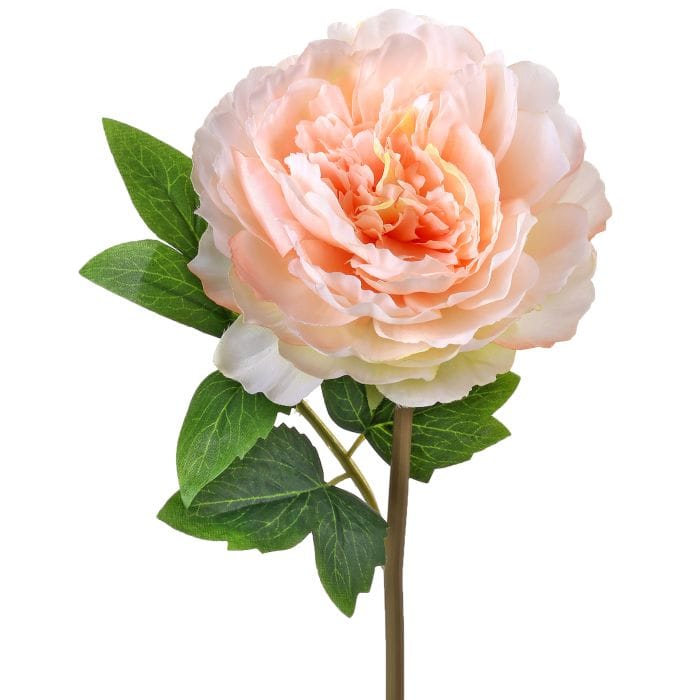 Cut Peach Peony Stem 12"