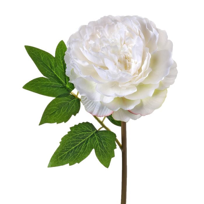 White Cut Peony Stem 12"