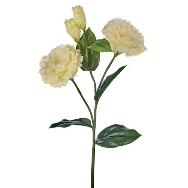 JUST CUT LISIANTHUS BUD 24.5" - White/Green