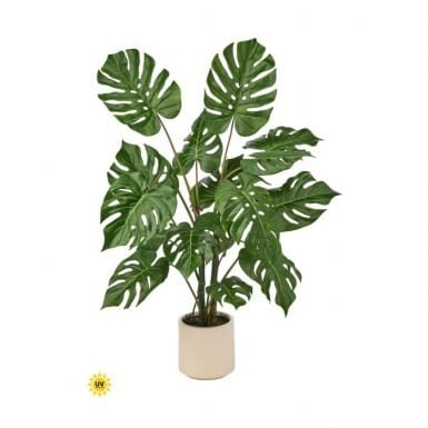 UV Potted Monstera Plant