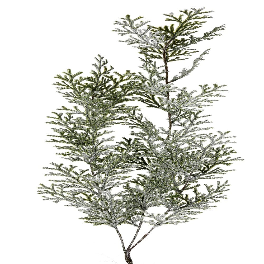Frosted cypress spray branch with snow-dusted green foliage on white background
