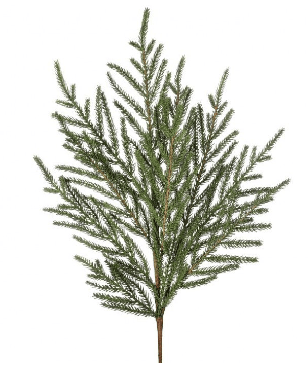 Single fir branch spray with soft, feathery green needles on a brown stem, front view