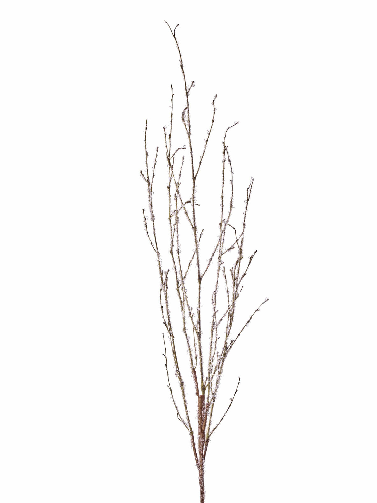 Bundle of bare winter twigs coated with sparkling ice crystal accents, white background