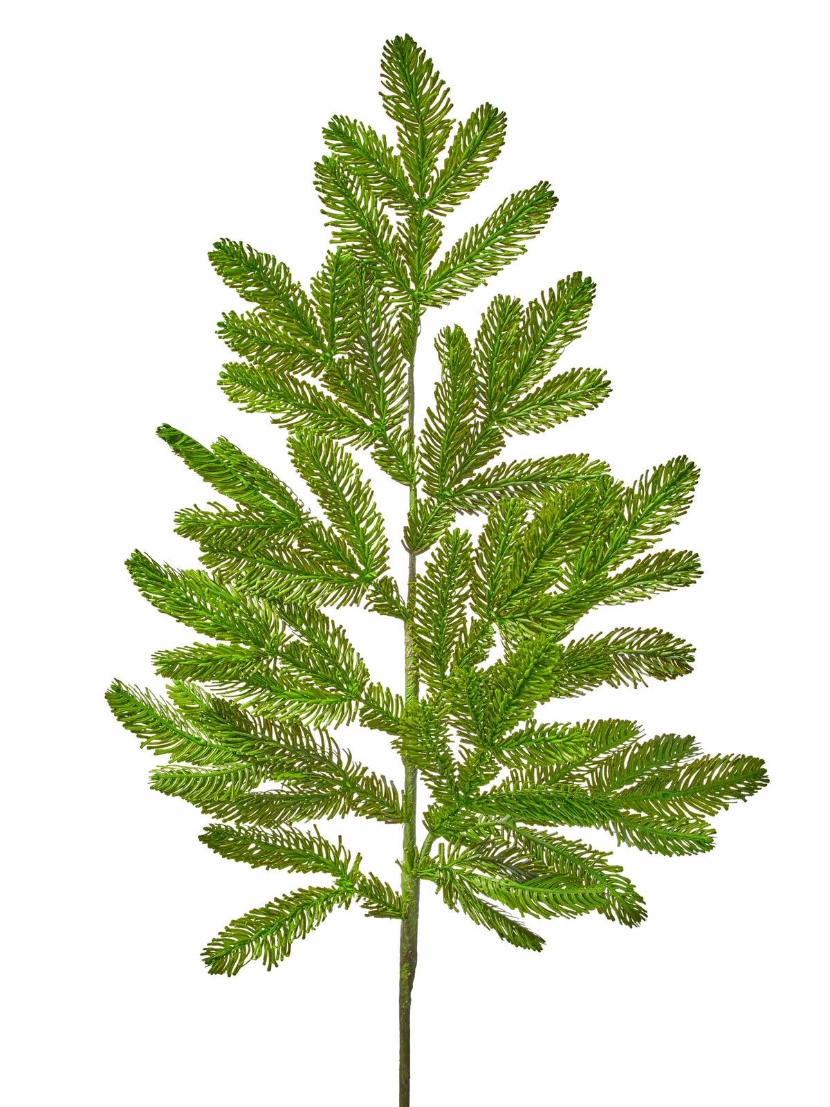 Realistic fir branch spray with layered needle clusters on a white background, front view