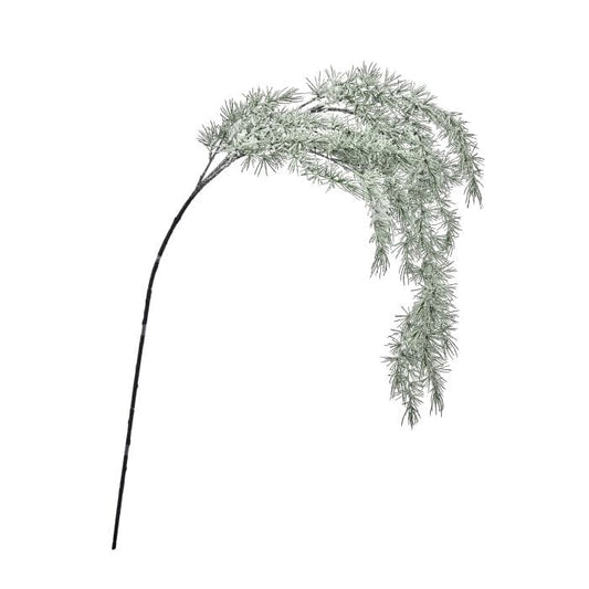 Frosted pine spray stem with drooping needle branches dusted in white snow, isolated view